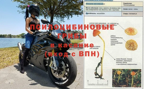 индика Абаза